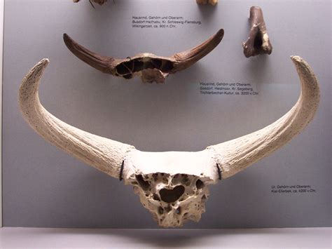 aurochs horns