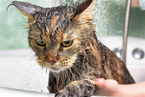 Why Are Cats Afraid Of Water 5 Valid Theories Traveling With Your Cat