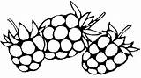 Boysenberries sketch template