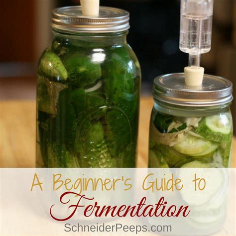 Beginner S Guide To Fermentation Schneiderpeeps