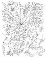 Coloring Pages Weed Adult Stoner Marijuana Printable Leaf Stencil Trippy Drawing Pot Smoking Color Plant Colouring Print Hemp Books Tattoo sketch template