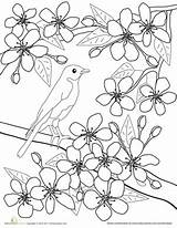 Coloring Pages Blossom Cherry Japanese Flower Spring Color Blossoms Colouring Printable Apricot Flowers Sheets Kids Education Worksheets Tree Getdrawings 34kb sketch template