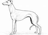 Dog Coloring Pages Breeds Whippet Greyhound Drawing Sheets Dogs Drawings Greyhounds Printable Breed Collie Kid Games Anatomy Color Google Freecoloringpages sketch template