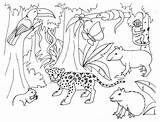 Mamiferos Mamíferos Rainforest Selva sketch template