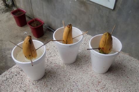 Growing Avocado Seeds – Water Germination Ronangelo