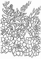 Coloring Suculentas Succulent Succulents sketch template