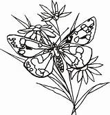 Butterfly Flower Butterflies Drawing Flowers Coloring Drawings Clipart Roses Clip Cliparts Pages Bows Pencil Lng Use Designs Popular Clipartbest Getdrawings sketch template