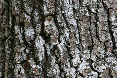texture tree  photo  freeimages