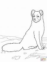 Arctic Fox Coloring Pages Sitting Hare Drawing Printable Getdrawings Getcolorings Colorings Categories sketch template