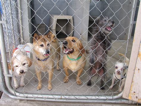 top  reasons  adopt  pet   animal shelter scoop empire