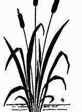 Drawing Cattail Drawings Kids Plant Step Cattails Cat Tails Draw Pencil Vectors Plants Grass Getdrawings Nature Learn Choose Board sketch template