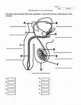 Pdf Reproductive Male System Worksheet Label Part Name Key Use Color Academia Paper Each sketch template