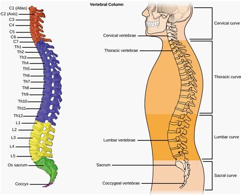 science   art vertebral column
