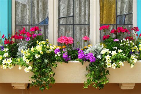 filling  window boxes flower species  thrive  container