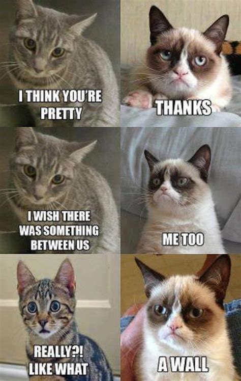 pretty grumpy cat grumpy cat   meme