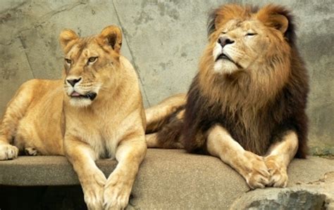 メスに怒られるオスライオンの顔がリアルw「人間もライオンも同じだな（笑）」 Webopi ウェブオピ