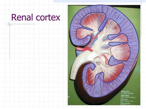 lab    urinary system powerpoint    id