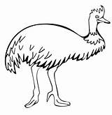 Emu Cassowary Designlooter sketch template