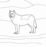 Arctic Muzzles Shorter Ears Supercoloring Ausmalbild Polarwolf sketch template