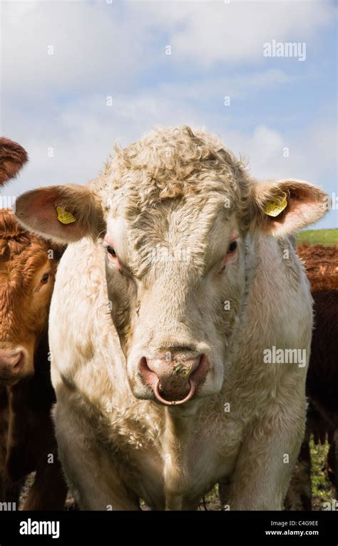 bull   ring   nose scotland uk britain europe stock