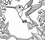 Hummingbird Coloring Pages Printable Ruby Throated Hummingbirds Color Getdrawings Print Getcolorings sketch template