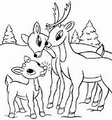 Deer Coloring Pages Baby Cute Printable Kids Whitetail Buck Family Print Drawings Skull Color Easy Colouring Getcolorings Rated Tailed Drawing sketch template
