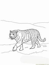 Tiger Amur Siberian Coloring Printable Online Mammals Color sketch template