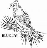 Coloring Bird Jay Blue Pages Drawing Printable Colorful Getdrawings Sketch Template sketch template