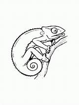Coloring Chameleon Printable Pages sketch template