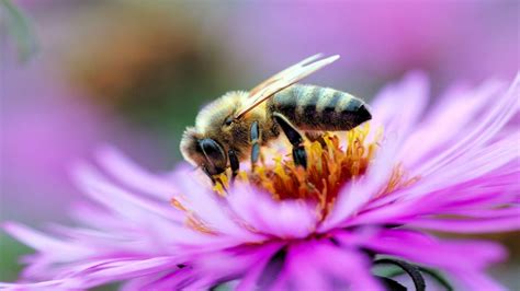 abeja en una flor