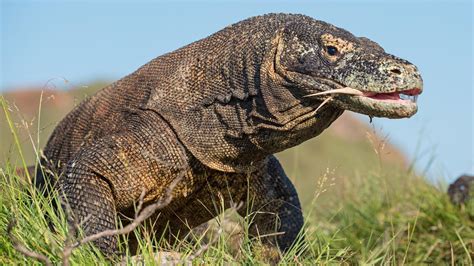 chattanooga zoo confirms  young male komodo dragons  produced