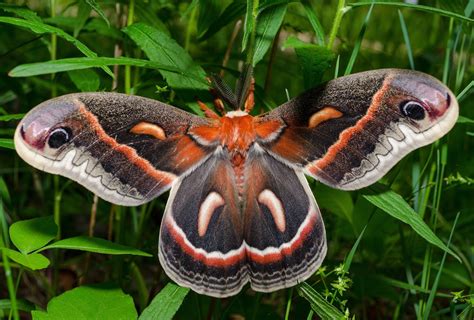 subject  nature cecropia moth