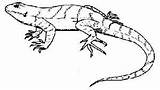 Coloring Lizard Drawing Skink Drawings Clipart 169px 17kb sketch template