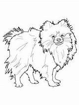 Pomeranian Coloring Pages Dog Puppy Choose Board sketch template