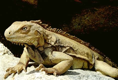 picture lizard vertebrate camouflage animal nature wildlife reptile iguana