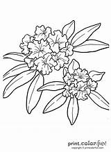 Flower Rhododendron Coloring State Drawing Clipart Tattoo Oregon Pages Flowers Print Tattoos Printcolorfun Colouring Coast Color Washington Google Drawings Edelweiss sketch template