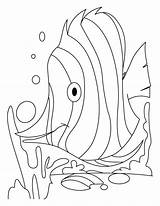 Pout Fish sketch template