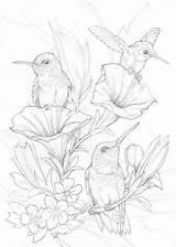 Coloring Flores Beija Bird Pages Choose Board Tattoo sketch template