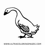Ganso Goose Colorare Oca Anatra Pato Charlottes Ultracoloringpages Webstockreview sketch template