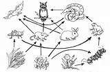 Food Owl Chain Coloring Web Printable Worksheets Worksheeto Via sketch template