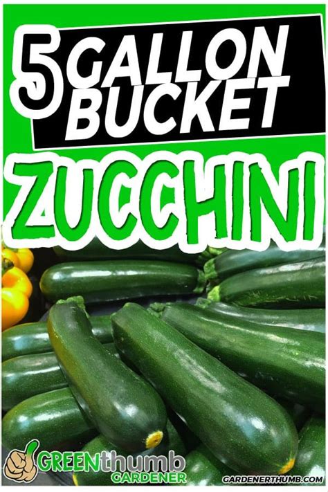 green thumb gardener growing zucchini container vegetables