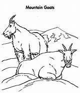 Mountain Goat Coloring Pages Couple Template sketch template
