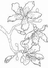 Floss Cattleya sketch template