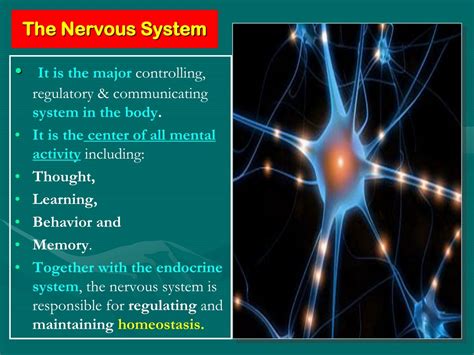 nervous system  template   printable templates