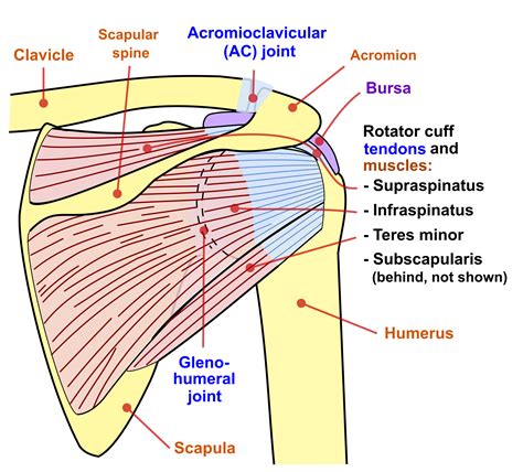 anatomy   shoulder part  muscular structures mujo