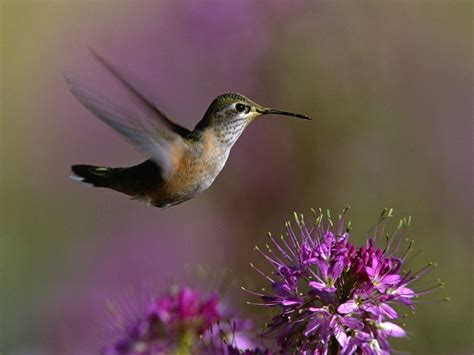 humming birdwallpaper hummingbirds wallpaper  fanpop