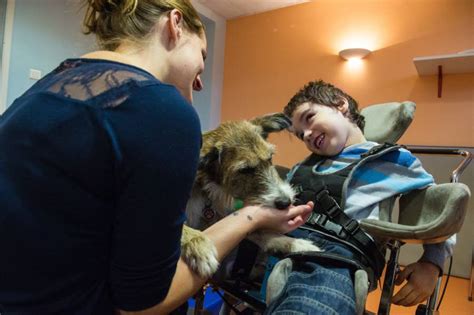 therapy animals   facts  explain  growing role