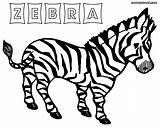 Zebra Coloring Pages Book Print Colouring sketch template