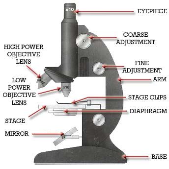 labeled diagram microscope