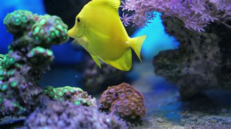 colorful tropical aquarium fish swimming  stock footage sbv